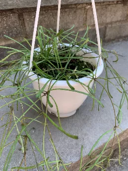 Hoya Retusa House Plant Hanging Basket