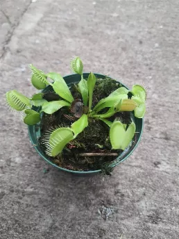 Venus Fly Trap Carnivores Plant