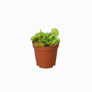 Venus Fly Trap