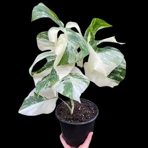 Monstera 'Albo Borsigiana Variegated'