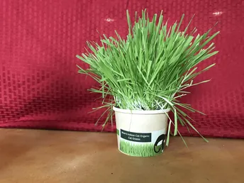 Cat Cup