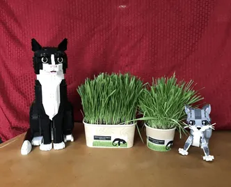 Cat Grass Bowl