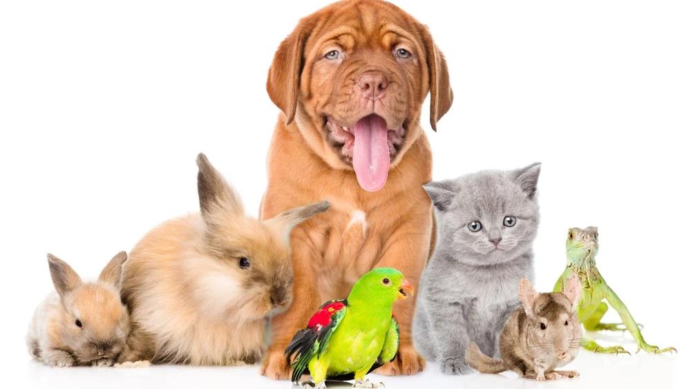 Are Pet Products Good for Dropshipping?