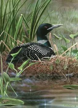 Northwoods beauty reveals itself in many forms, but none more so than the sights and sounds of the common loon. This beautiful painting by Robert Metropulos perfectly captures the watchfulness and grace of a loon parent awaiting the arrival of peeping chicks. Made in the USA. This delightful 1,000 piece puzzle features a precision cut image on high-quality blue board. The fully-interlocking pieces are poly-bagged to insure their protection inside the shelf-friendly, 12" x 10" box. Completed puzz