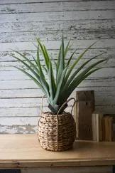 No need to worry about watering this fella! This natural looking aloe plant is faux, but you'd never tell by looking. Built in a woven pot, this green friend will liven up any space.