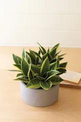 This potted botanical is a gorgeous addition for any home. Place it on a side table or display on a kitchen counter.