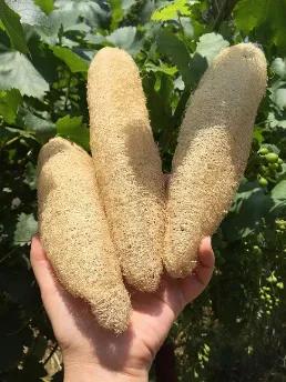 Looking for an all natural exfoliation? Our Luffah or Loofah sponges are hand grown and natural with no artificial chemicals. Helps remove dirt and pollutants trapped between skin pores. They also help remove dead skin and enhance circulation which in turn reveals soft, glowing skin!