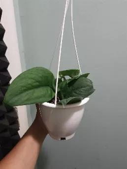 Ships from New York, USA. Includes fully rooted plant in 4.5 inch hanging planter