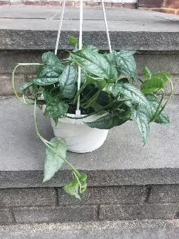 Includes plant, dirt, and 6 inch hanging pot