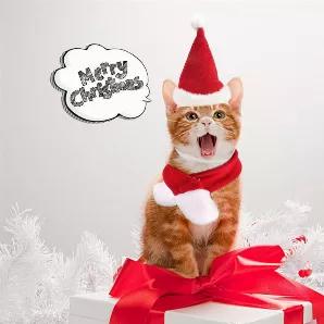 Love Christmas & Cats and Dogs?<br>This Year, Get Your Cats The Perfect Holiday Costume!<br> Choose Between Four Unique And Comfortable Holiday-Themed Cat Costumes!<br> Super Easy To Put On! Even If You Have No Experience Clothing Your Cat..<br> Comfortable For Cats To Wear: Super Soft Fleece & Extra-Wide Velcro.<br> All One Size Only (Fits Average Adult Cats).<br> Finely Detailed & Looks Great On Absolutely EVERY Cat!<br>