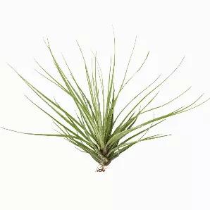 <ul><li><span><strong>Botanical Name</strong>: Tillandsia Floribunda<br></span></li></ul><ul><li><span><strong>Description</strong>: The Tillandsia Floribunda Air Plant is a unique air plant with thin, pointed blade-like leaves in a clump which are silver-green in color.</span></li></ul>