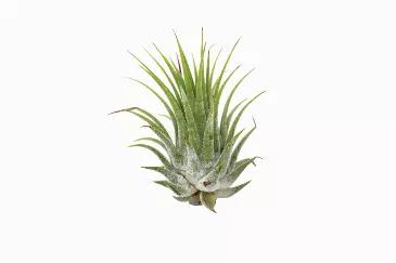 <span data-mce-fragment="1">INCLUDES: 1 Ionantha Air Plant (2-3 Inches), 1 Kolby Air Plant (2-3 Inches), 1 Fertilizer Spray and 1 Care Guide.</span><br data-mce-fragment="1"><br data-mce-fragment="1"><span data-mce-fragment="1">CUSTOM FORMULA: We use 17-8-22 formula fertilizer made especially for Air Plants.</span><br data-mce-fragment="1"><br data-mce-fragment="1"><span data-mce-fragment="1">VALUE: This concentrated 1oz bottle will last you 6 months - 1 year for 2-4 Plants. It is for monthly us