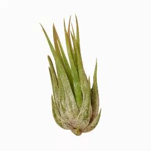 <span data-mce-fragment="1">INCLUDES: 1 Ionantha Air Plant (2-3 Inches), 1 Kolby Air Plant (2-3 Inches), 1 Fertilizer Spray and 1 Care Guide.</span><br data-mce-fragment="1"><br data-mce-fragment="1"><span data-mce-fragment="1">CUSTOM FORMULA: We use 17-8-22 formula fertilizer made especially for Air Plants.</span><br data-mce-fragment="1"><br data-mce-fragment="1"><span data-mce-fragment="1">VALUE: This concentrated 1oz bottle will last you 6 months - 1 year for 2-4 Plants. It is for monthly us