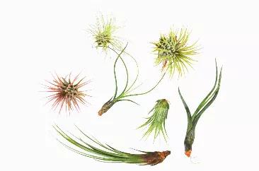 Recieve 7 Tillandsia Air Plants. One each of the following:<br><br>- Tillandsia Butzii<br>- Tillandsia Caput-Medusae<br>- Tillandsia Bulbisoa<br>- Tillandsia Juncea<br>- Tillandsia Ionantha<br>- Tillandsia Ionantha Rubra<br>- Tillandsia Fuchsii<br><br>*Plants range from 2 - 7 inches big.<br><br>All the of these Air Plant species are easy to cultivate and very versatile.<br><br>Air Plants are:<br>- Natural Air Purifiers<br>- Fun, quirky, and cool Plants that don't require soil<br>- Easy care; Lig