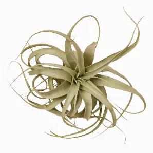 <p>The wide and curly leaves unfold from the center of the Tillandsia Xerographica to form a gorgeous rose-like plant. They are drought-tolerant and easy to care for. Xerographica is a very popular plant for someone looking for a large easy to maintain air plant. </p><p>Ships around 5 - 7 inches large.</p>