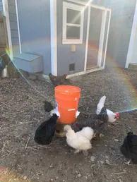 POULTRY PRO FEEDER