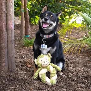 <div></div><p > </p><div><span>Petique Hemp Monkey Twist pet toy is non-toxic, cute and fun! Designed with 100% hemp, a squeaker in the head that dogs absolutely love! Did you know hemp is the most durable of all natural textile fabric? It is naturally resistant to mold and fights the growth and spread of bacteria. On top of all that, hemp is great for your pets health and the environment. Our hemp toys are perfect for your dogs!</span></div><p > </p><div><span>Pets are going absolutely bananas 