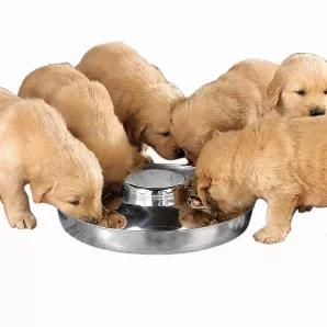 PS Puppy Dish 14.5In