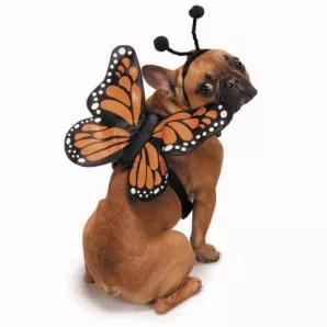 Now dressing up can be fun for the whole family with these glow-in-the dark Zack & Zoey Butterfly Glow Wings Harnesses Costumes for pets. <br> Small fits necks 10"-12" and adjusts to chests 12"-17"<br> Medium fits necks 12"-14" and adjusts to chests 16"-22"<br> Large fits necks 14"-20" and adjusts to chests 19"-26"<br> Extra Large fits necks 16"-18" and adjusts to chests 24"-32"<br>