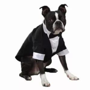 This East Side Collection Yappily Ever After Groom Tuxedo for dogs makes it easy to include pets in the wedding day fun. White satin shirt is paired with a double-breasted tux coat with tails. <br><br> <b> Recommended Sizing by Breed: </b> <br> Teacup - Dogs under 5 lbs. <br> XX-Small - Toy Poodle, Pomeranian <br> X-Small - Chihuahua, Yorkshire Terrier <br> Small - Jack Russell, French Bulldog <br> Small/Med - Pug, West Highland Terrier <br> Medium - Beagle, Boston Terrier <br> Large - Boxer, La