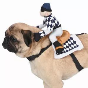 It's off the to races for dogs who like a sporting look, with the Zack & Zoey Show Jockey Saddle Costume! <br> Recommended Sizing By Breed<br> Teacup Dogs Under 5 lbs.<br> XX-Small Toy Poodle, Pomeranian<br> X-Small Chihuahua, Yorkshire Terrier<br> Small Jack Russell Terrier, French Bulldog<br> Small/Medium Pug, West Highland Terrier<br> Medium Beagle, Boston Terrier<br> Large Boxer, Labrador Retriever<br> X-Large Golden Retriever, German Shepherd<br> XX-Large Mastiff, Great Dane<br>