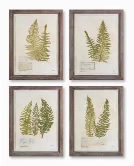 Add inspiration and charm to your home Each print measures 17.75 inches long by 23.5 inches high Suitable for any room in your home Our beautiful fern illustrations look as if they are straight from the pages of a old botanical book with faded paper. Rustic wooden frames have a weathered finish. 