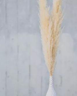 These are our thinner pampas grass. They're tall and skinny plumes make for a very dainty look. Please note that this colour is bleached and treated so fallout is expected. They have been pre-fluffed prior to packaging.