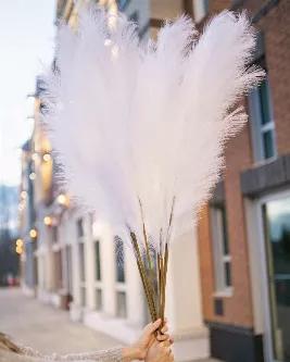The White Faux is an artificial pampas grass that looks like the real thing. This is ideal for people who want a mess-free experience with pampas grass where no shedding will occur. These will last forever. Ideal for those with allergies, homes with pets, or in high-traffic areas. Use 3 to 5 stems to fit a tabletop vase, or combine 5 to 10 stems to create a fuller look for a floor vase. Vase is not included. Plume length is 60cm.