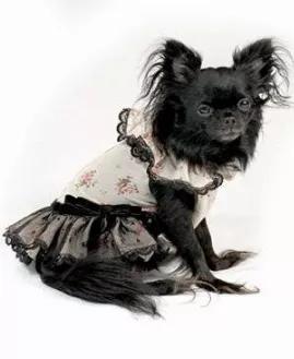 Girl Dogs Dress is a picture-perfect look for your Pet.Beautiful Printed floral chiffon. with ruffle collar and bottom. Contrasting Embroidered net over lace ruffle.<br>