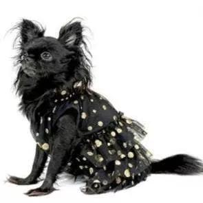 This black dot dress makes your pet shining and charming in a crowd. Party dress easy to dress up and take off soft, comfortable and breathable. Made with A Delicate Voile Black Fabric with Gold Accents.<br>