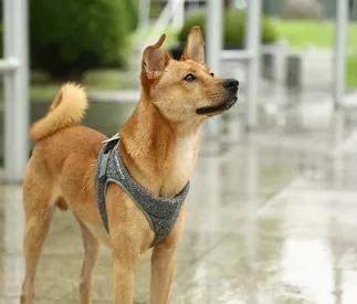 <p>THE PETKIT AIR PRO DOG HARNESSis a beautifully designed harness vest that combines bothcomfort and style. </p><p></p><p>FEATURES:</p><p></p><p><strong>Comfortable:</strong></p><ul>	<li>The harness is designed to reduce pressure and discomfort from your dog's thorax and abdomen.</li></ul><p></p><p><strong>Light:</strong></p><ul>	<li>The Air Pro Harness is made of 8 mm light foam making it elastic and shock absorbent.</li></ul><p></p><p><strong>Breathable:</strong></p><ul>	<li>Cationic dyeable 
