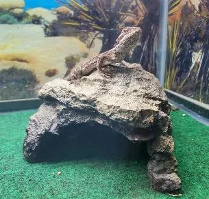 <p>This resin reptile hide is ideal for many different small to medium sized species of reptiles and invertebrates. It's naturalistic look will spruce up any terrarium, whether desert or tropical! Promotes a relaxed environment for your pet by providing them with a quiet and dark place to destress.</p>
<br><br>
Dimensions: 6 in. x 5.5 in. x 4 in.