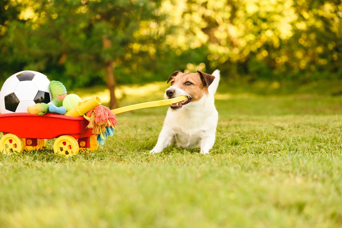 Dog pulling on the cart with pet toys